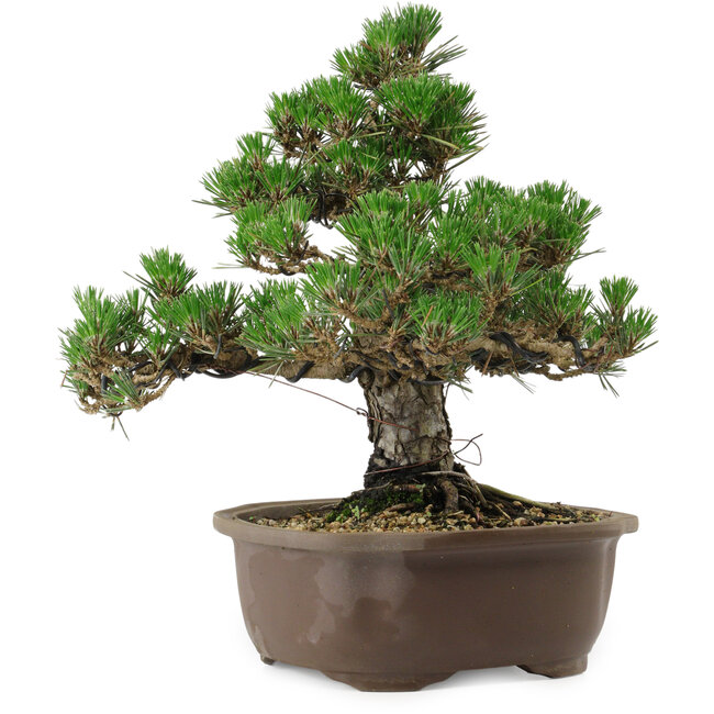 Pinus thunbergii Kotobuki, 29,5 cm, ± 30 años, con un nebari de 6,5 cm.