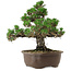 Pinus thunbergii Kotobuki, 29,5 cm, ± 30 años, con un nebari de 6,5 cm.