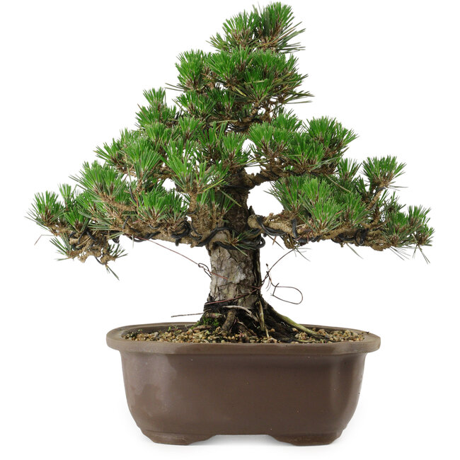 Pinus thunbergii Kotobuki, 29,5 cm, ± 30 años, con un nebari de 6,5 cm.