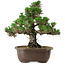 Pinus thunbergii Kotobuki, 29,5 cm, ± 30 años, con un nebari de 6,5 cm.