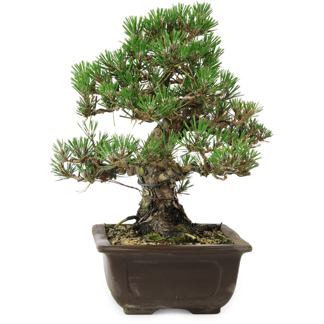 Pinus thunbergii Kotobuki, 27 cm, ± 30 años, con un nebari de 9 cm.