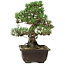 Pinus thunbergii Kotobuki, 27 cm, ± 30 años, con un nebari de 9 cm.