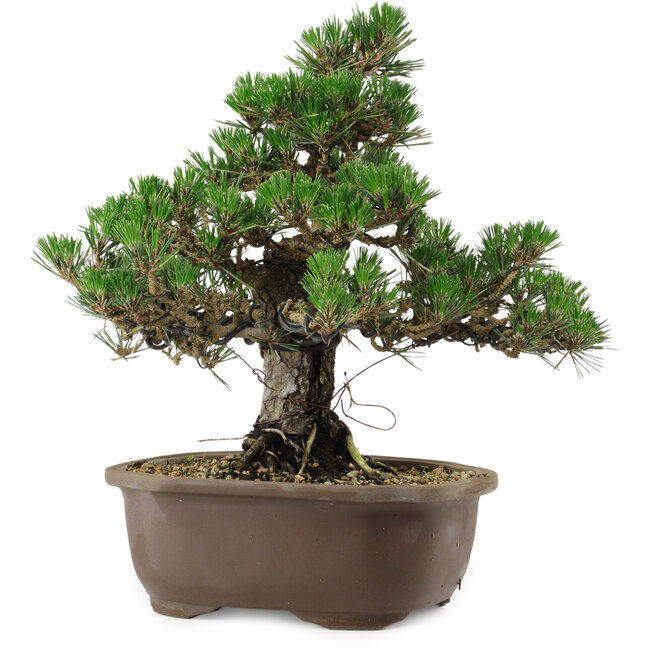 Pinus thunbergii Kotobuki, 29,5 cm, ± 30 años, con un nebari de 6,5 cm.