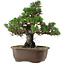Pinus thunbergii Kotobuki, 29,5 cm, ± 30 años, con un nebari de 6,5 cm.