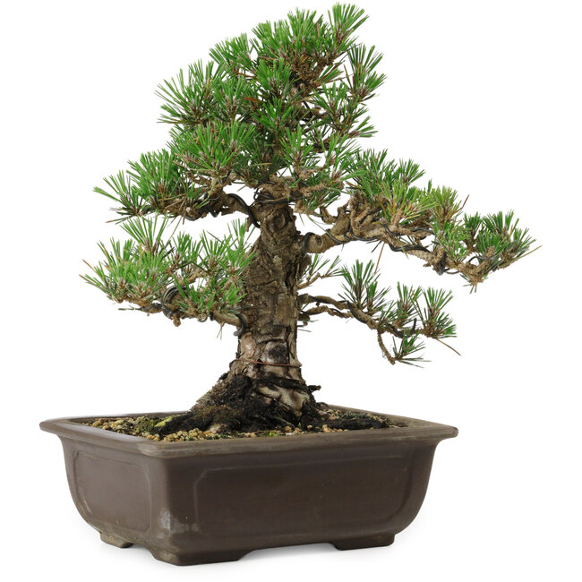 Pinus thunbergii Kotobuki, 27 cm, ± 30 años, con un nebari de 9 cm.