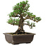 Pinus thunbergii Kotobuki, 27 cm, ± 30 años, con un nebari de 9 cm.