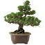Pinus thunbergii Kotobuki, 29,5 cm, ± 30 años, con un nebari de 6,5 cm.