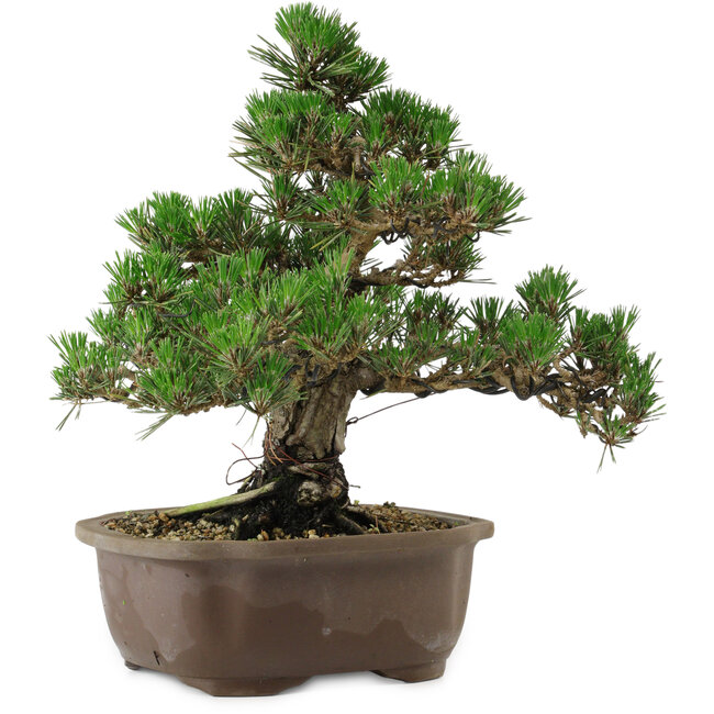 Pinus thunbergii Kotobuki, 29,5 cm, ± 30 años, con un nebari de 6,5 cm.