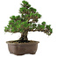 Pinus thunbergii Kotobuki, 29,5 cm, ± 30 años, con un nebari de 6,5 cm.