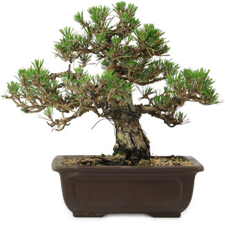 Pinus thunbergii Kotobuki, 24,5 cm, ± 30 años