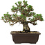 Pinus thunbergii Kotobuki, 24,5 cm, ± 30 años, con un nebari de 6 cm.