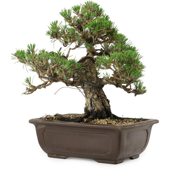 Pinus thunbergii Kotobuki, 24,5 cm, ± 30 años, con un nebari de 6 cm.