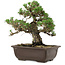 Pinus thunbergii Kotobuki, 24,5 cm, ± 30 años, con un nebari de 6 cm.