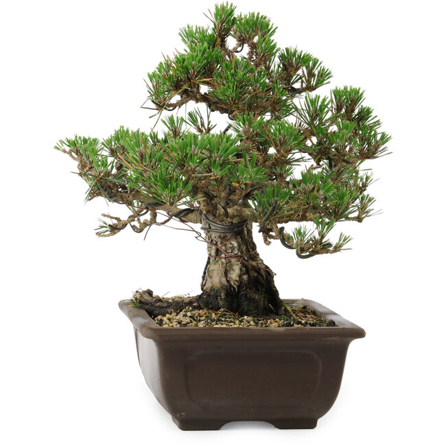 Pinus thunbergii Kotobuki, 24,5 cm, ± 30 años, con un nebari de 6 cm.