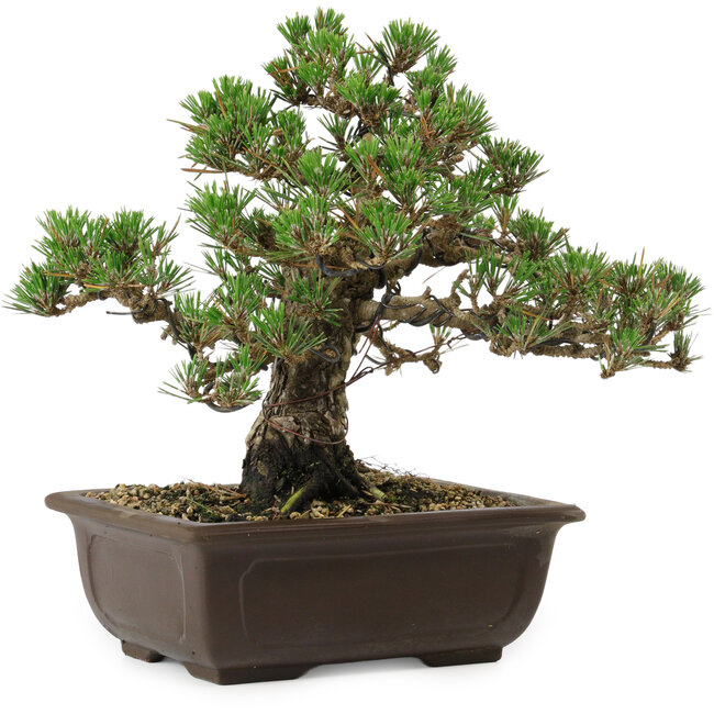 Pinus thunbergii Kotobuki, 24,5 cm, ± 30 años, con un nebari de 6 cm.