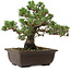 Pinus thunbergii Kotobuki, 24,5 cm, ± 30 años, con un nebari de 6 cm.