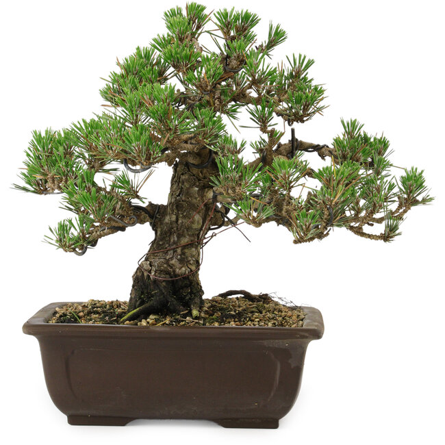 Pinus thunbergii Kotobuki, 24,5 cm, ± 30 años, con un nebari de 6 cm.