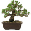 Pinus thunbergii Kotobuki, 24,5 cm, ± 30 años, con un nebari de 6 cm.