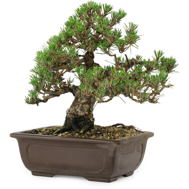 Pinus thunbergii Kotobuki, 24,5 cm, ± 30 años, con un nebari de 6 cm.