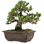 Pinus thunbergii Kotobuki, 24,5 cm, ± 30 años, con un nebari de 6 cm.