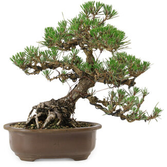 Pinus thunbergii Kotobuki, 27 cm, ± 30 años