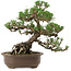 Pinus thunbergii Kotobuki, 27 cm, ± 30 años, con un nebari de 8 cm.