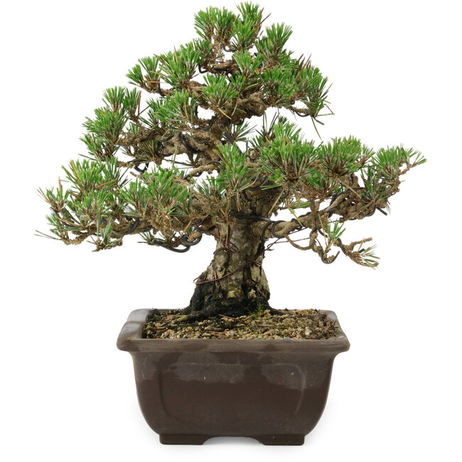 Pinus thunbergii Kotobuki, 24,5 cm, ± 30 años, con un nebari de 6 cm.