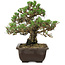 Pinus thunbergii Kotobuki, 24,5 cm, ± 30 años, con un nebari de 6 cm.