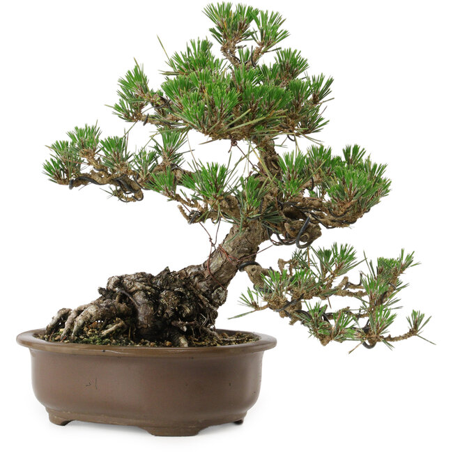 Pinus thunbergii Kotobuki, 27 cm, ± 30 años, con un nebari de 8 cm.