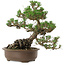 Pinus thunbergii Kotobuki, 27 cm, ± 30 años, con un nebari de 8 cm.
