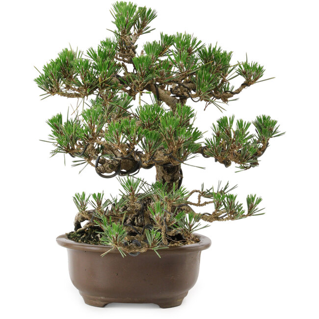 Pinus thunbergii Kotobuki, 27 cm, ± 30 años, con un nebari de 8 cm.