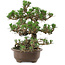 Pinus thunbergii Kotobuki, 27 cm, ± 30 años, con un nebari de 8 cm.