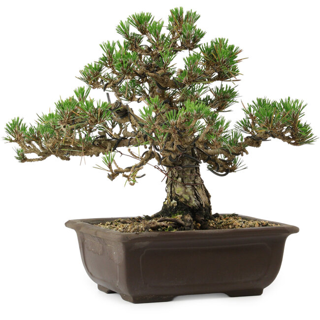 Pinus thunbergii Kotobuki, 24,5 cm, ± 30 años, con un nebari de 6 cm.