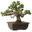 Pinus thunbergii Kotobuki, 24,5 cm, ± 30 años, con un nebari de 6 cm.