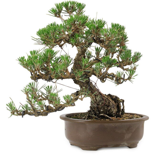 Pinus thunbergii Kotobuki, 27 cm, ± 30 años, con un nebari de 8 cm.