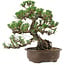 Pinus thunbergii Kotobuki, 27 cm, ± 30 años, con un nebari de 8 cm.