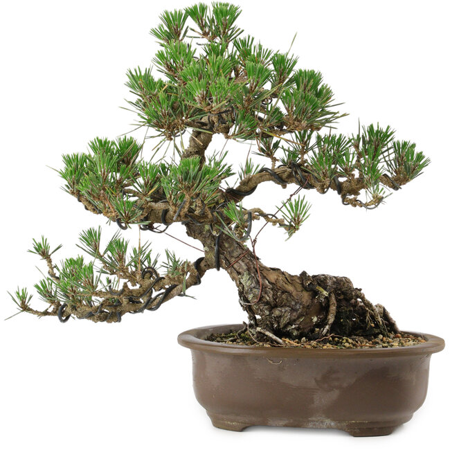 Pinus thunbergii Kotobuki, 27 cm, ± 30 años, con un nebari de 8 cm.