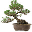 Pinus thunbergii Kotobuki, 27 cm, ± 30 años, con un nebari de 8 cm.