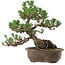 Pinus thunbergii Kotobuki, 27 cm, ± 30 years old, with a nebari of 8 cm