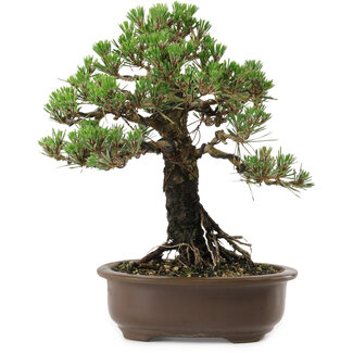 Pinus thunbergii Kotobuki, 27 cm, ± 30 años