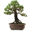 Pinus thunbergii Kotobuki, 27 cm, ± 30 años, con un nebari de 4 cm.