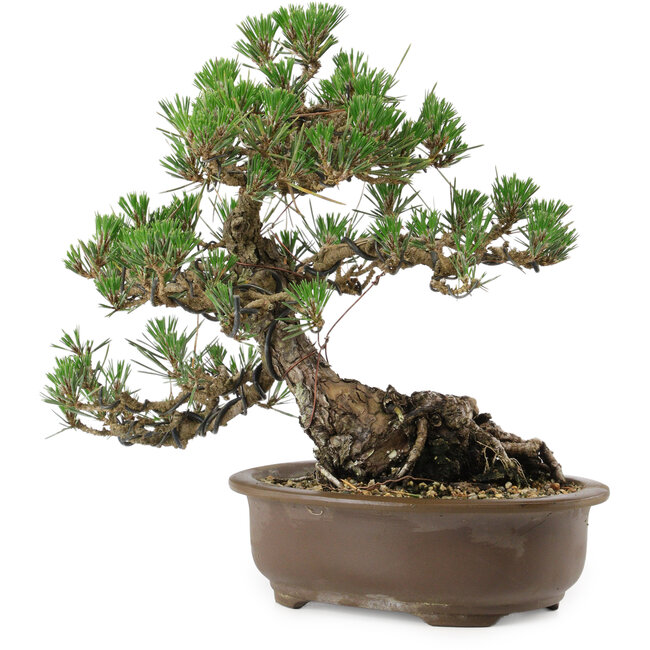Pinus thunbergii Kotobuki, 27 cm, ± 30 años, con un nebari de 8 cm.