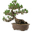 Pinus thunbergii Kotobuki, 27 cm, ± 30 años, con un nebari de 8 cm.