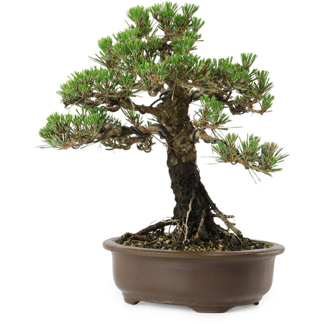 Pinus thunbergii Kotobuki, 27 cm, ± 30 años, con un nebari de 4 cm.