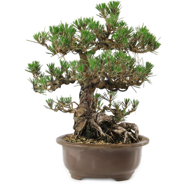 Pinus thunbergii Kotobuki, 27 cm, ± 30 años, con un nebari de 8 cm.