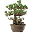 Pinus thunbergii Kotobuki, 27 cm, ± 30 años, con un nebari de 8 cm.