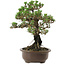 Pinus thunbergii Kotobuki, 27 cm, ± 30 años, con un nebari de 4 cm.