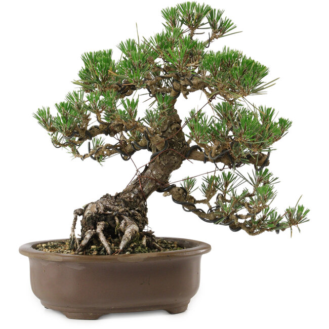 Pinus thunbergii Kotobuki, 27 cm, ± 30 años, con un nebari de 8 cm.