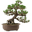 Pinus thunbergii Kotobuki, 27 cm, ± 30 años, con un nebari de 8 cm.