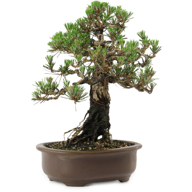 Pinus thunbergii Kotobuki, 27 cm, ± 30 años, con un nebari de 4 cm.